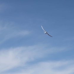 Night Radian 2,0meter BNF Basic.